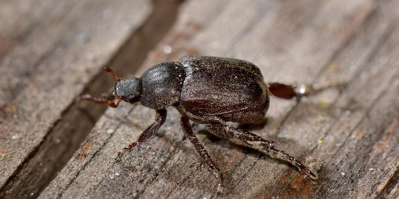 Rutelidae: Hoplia brunnipes